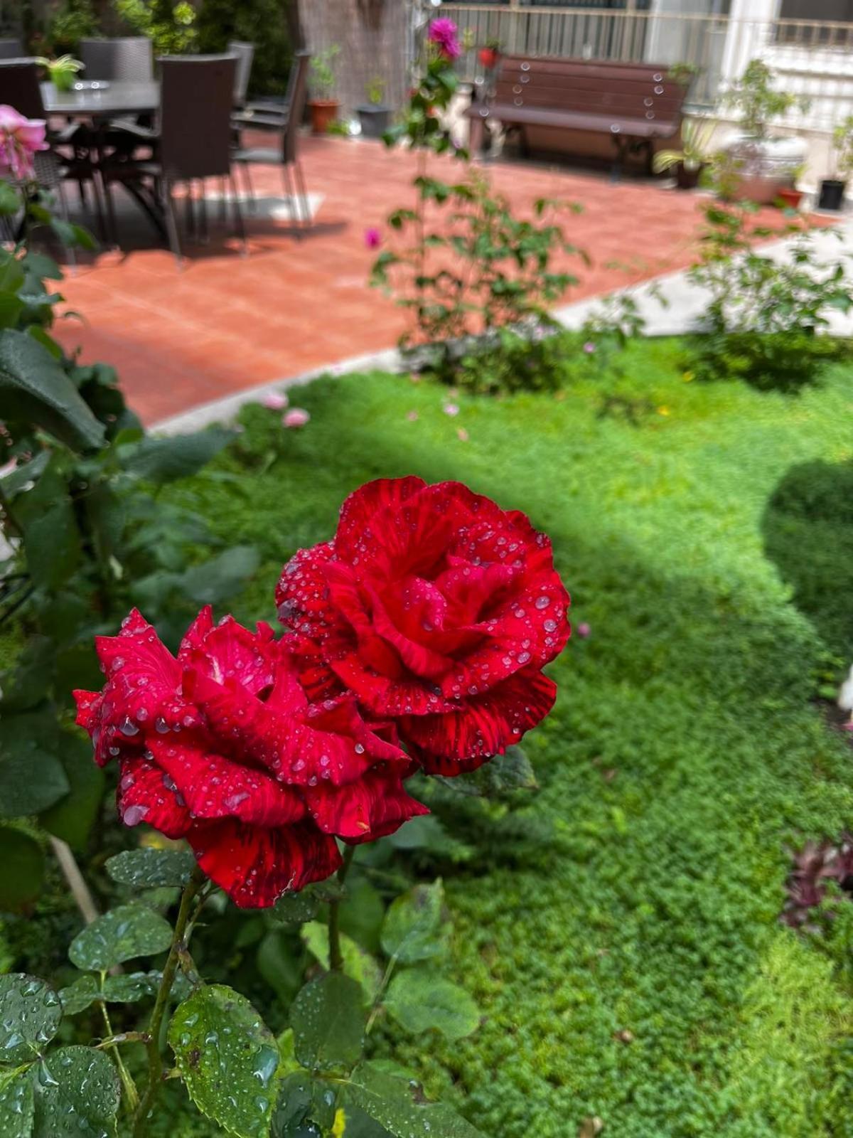 Rose Garden Omax Apartments Sunny Beach Ngoại thất bức ảnh