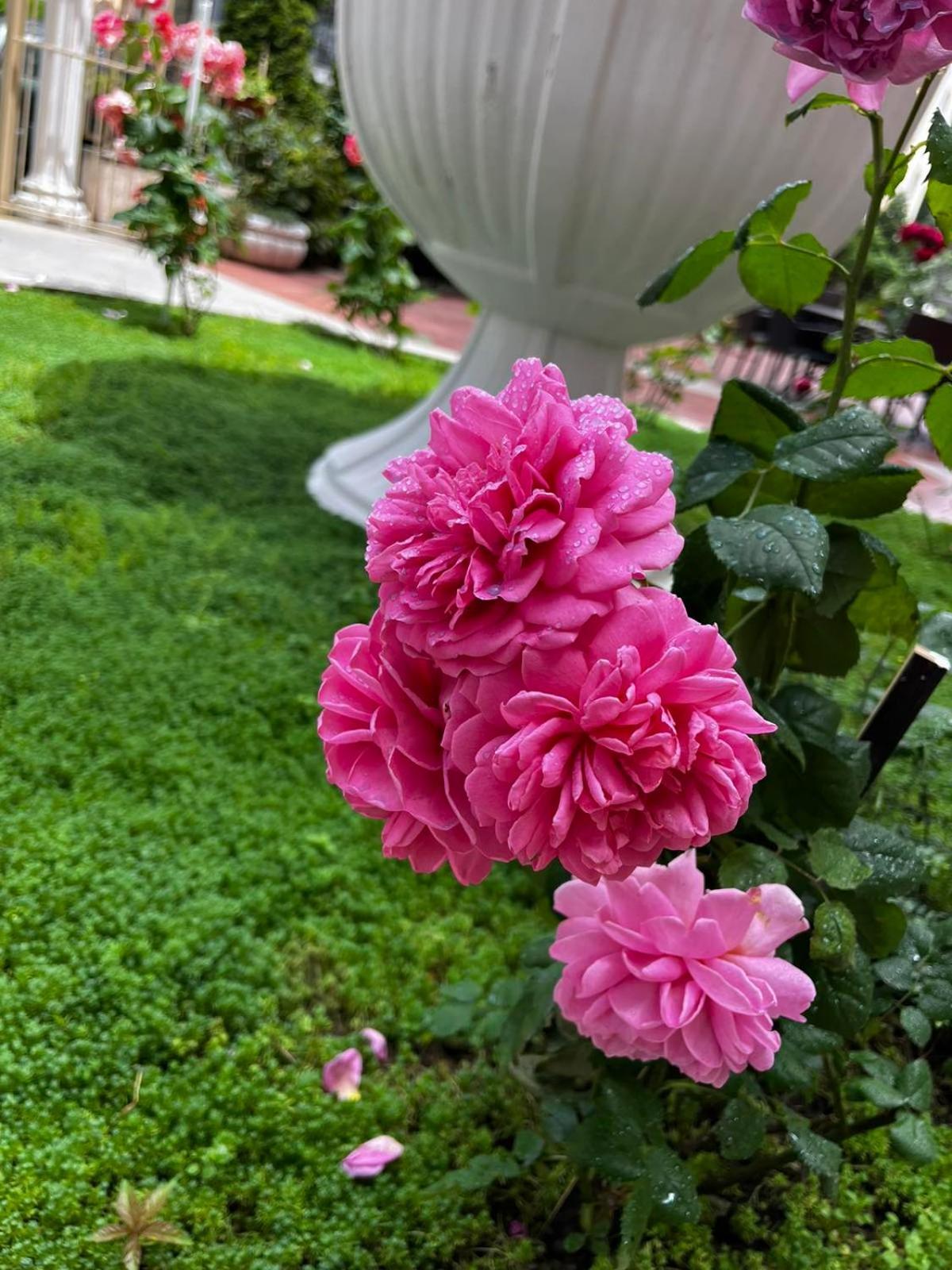 Rose Garden Omax Apartments Sunny Beach Ngoại thất bức ảnh
