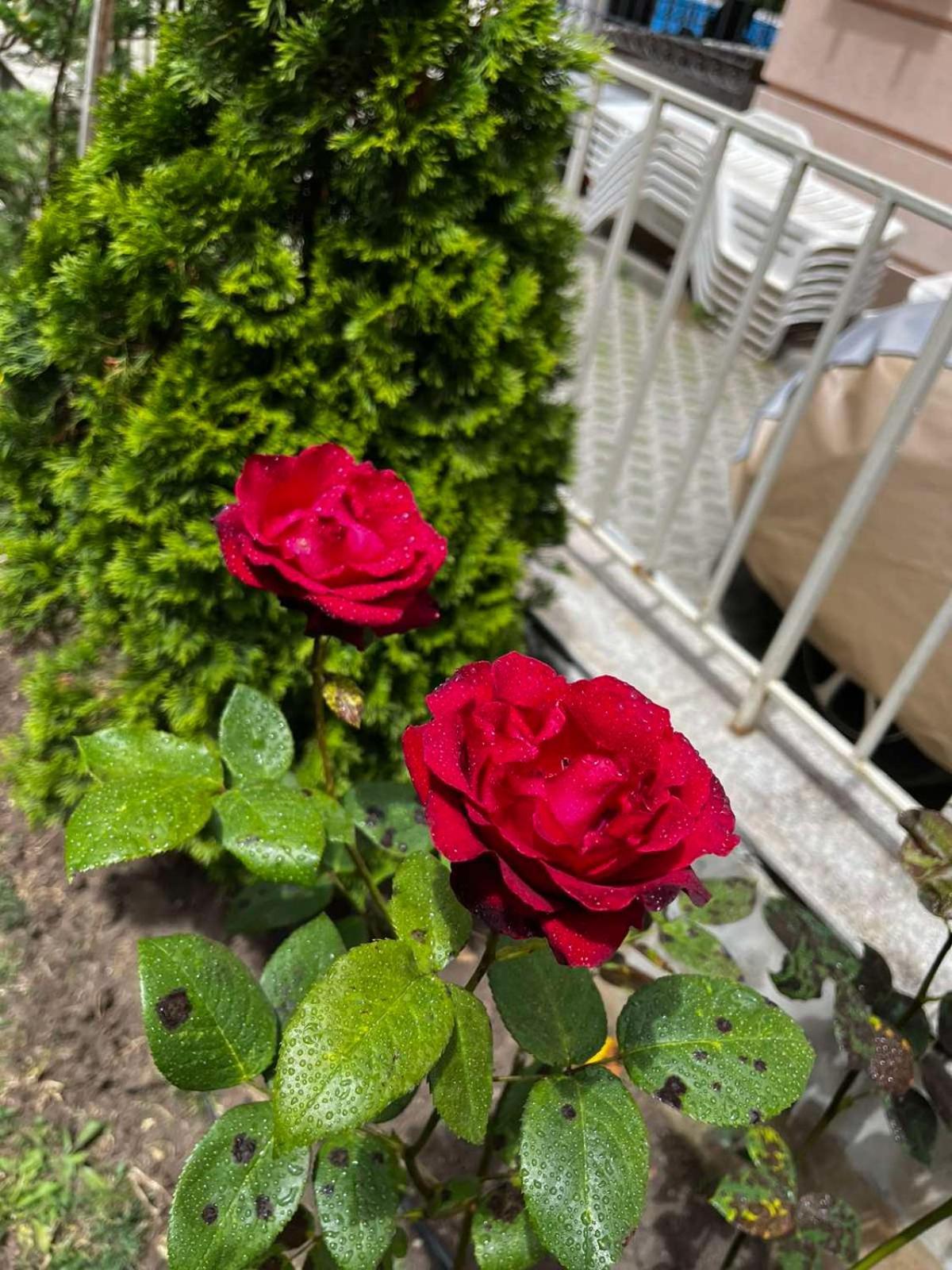 Rose Garden Omax Apartments Sunny Beach Ngoại thất bức ảnh